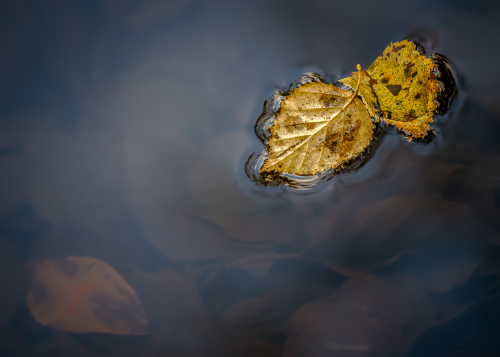 Autumn Leaves - Tim Stott